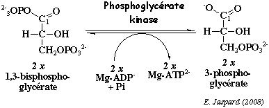 biochimej reaction catalysee par la phosphoglycerate kinase