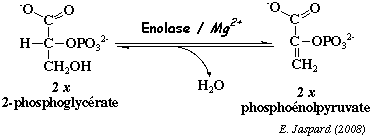 biochimej reaction catalysee par l'enolase