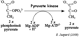 biochimej reaction pyruvate kinase