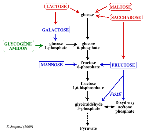 glycolyse glycogene amidon ose glucose fructose mannose galactose saccharose maltose lactose monosaccharide disaccharide oside sucre reducteur transferase biochimej