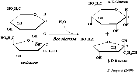 Hydrolyse glycolyse glycogene amidon ose glucose fructose mannose galactose saccharose maltose lactose monosaccharide disaccharide oside sucre reducteur transferase biochimej