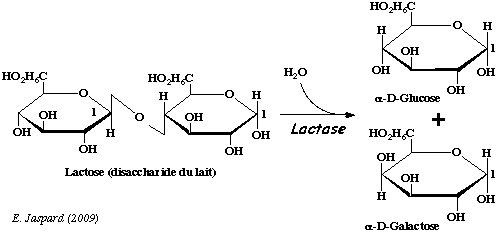 Hydrolyse glycolyse glycogene amidon ose glucose fructose mannose galactose saccharose maltose lactose monosaccharide disaccharide oside sucre reducteur transferase biochimej lactase