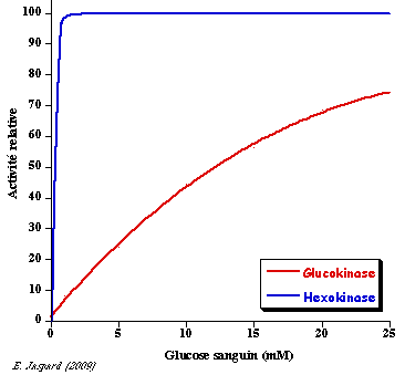 Courbe  saturation glucokinase hexokinase glucose glycolyse biochimej