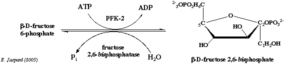glycolyse PFK2 fructose 2,6-bisphosphate biochimej