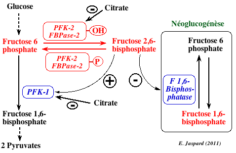 Regulation glycolyse phosphofructokinase PFK1 fructose 2,6-bisphosphate citrate biochimej