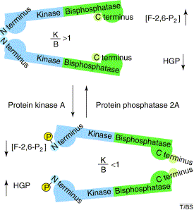 phosphofructokinase PFK2 fructose-1,6-bisphosphatase biochimej
