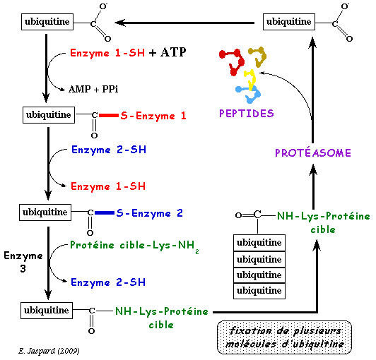 mecanisme marquage lysine degradation proteine ubiquitine ubiquitination proteasome biochimej