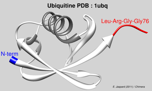 structure ubiquitine ubiquitination proteasome protein degradation biochimej