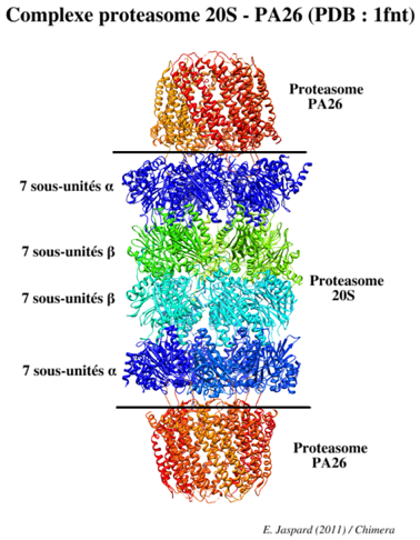 Complexe proteasome 20S 26S PA26 biochimej