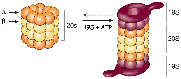 proteasome 26S 20S 19S protease proteolytique biochimej