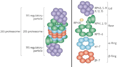 proteasome 19S PA700 activator MW 700 biochimej