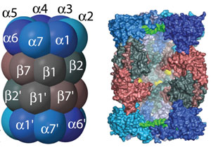 coeur proteolytique proteasome 20S 26S biochimej