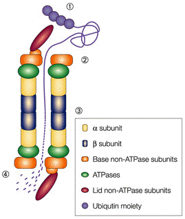 proteasome 19S biochimej