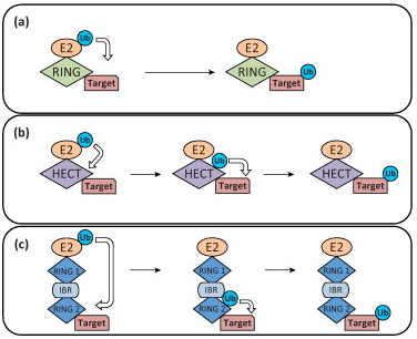 mecanisme reconnaissance ubiquitine degradation domaine RING HECT RBR proteasome biochimej
