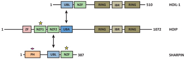 mecanisme reconnaissance ubiquitine degradation domaine RING HECT RBR LUBAC proteasome biochimej