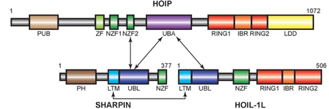 mecanisme reconnaissance ubiquitine degradation domaine RING HECT RBR LUBAC proteasome biochimej