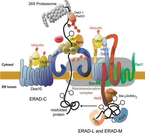 ERAD cdc48 AAA ATPase ClpXP unfoldase protease proteasome 26S ATP Walker biochimej
