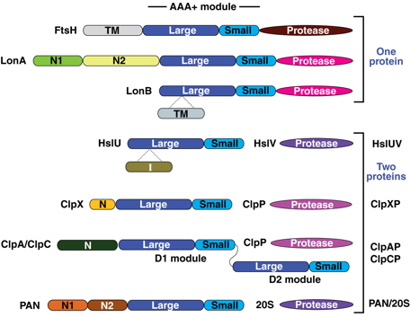 AAA ATPase ClpXP unfoldase protease proteasome 19S ATP Walker biochimej