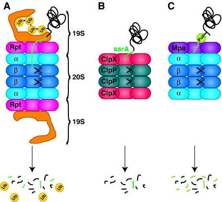 pupylation AAA ATPase ClpXP unfoldase protease proteasome 19S biochimej