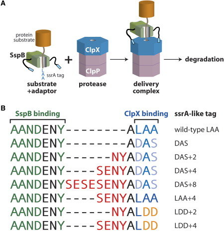AAA ATPase ClpXP unfoldase protease proteasome 19S biochimej