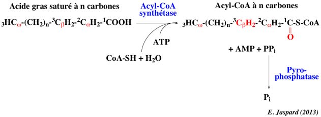 beta oxydation oxidation acide gras fatty acid acyl COA biochimej