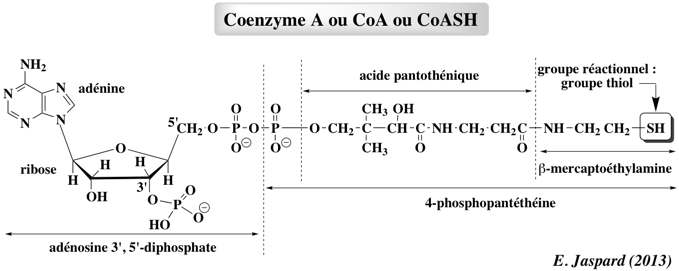 beta oxydation oxidation acide gras fatty acid Lynen helice helix coenzyme A biochimej
