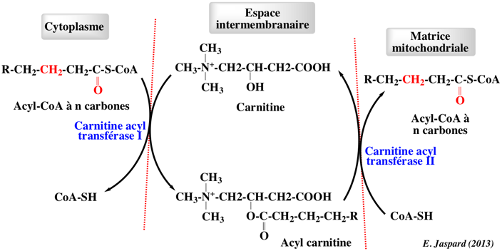 carnitine acylcarnitine transferase translocase beta oxydation oxidation acide gras fatty acid coenzyme A CoA biochimej