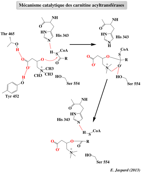 carnitine acyl acyltransferase beta oxydation oxidation acide gras fatty acid coenzyme A CoA biochimej