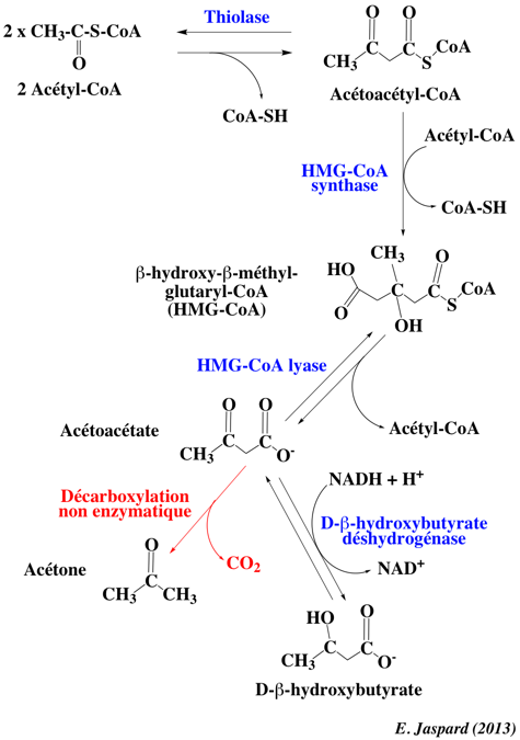beta oxydation oxidation acide gras fatty acid Lynen helice helix biochimej