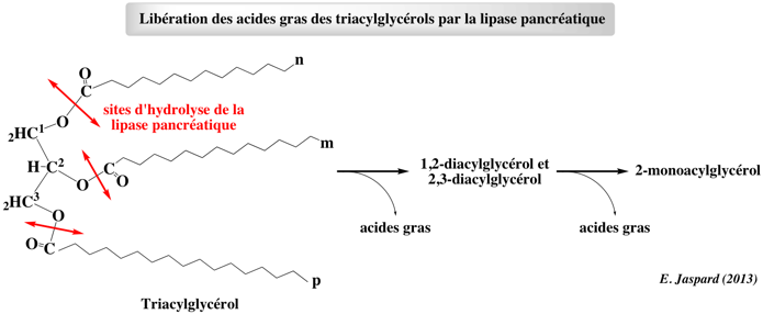 triacylglycerol diacylglycerol lipase pancreatique glycerophospholipide biochimej