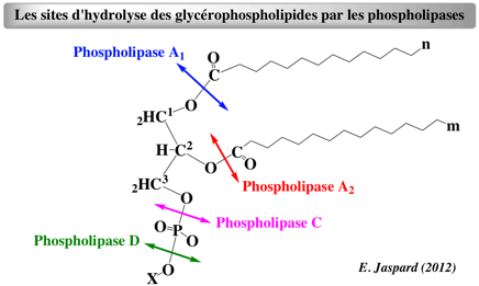 beta oxydation triacylglycerol phospholipase A2 hydrolyse glycerophospholipide biochimej
