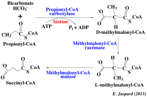 beta oxydation oxidation acide gras fatty acid Lynen helice helix acyl CoA coenzyme A acetyl biochimej