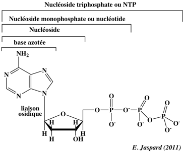 Base azote purique pyrimidique purine pyrimidine nucleoside nucleotide carbamyl phosphate phospho ribosyl pyrophosphate PRPP inosime AMP ADP GTP ATP biochimej