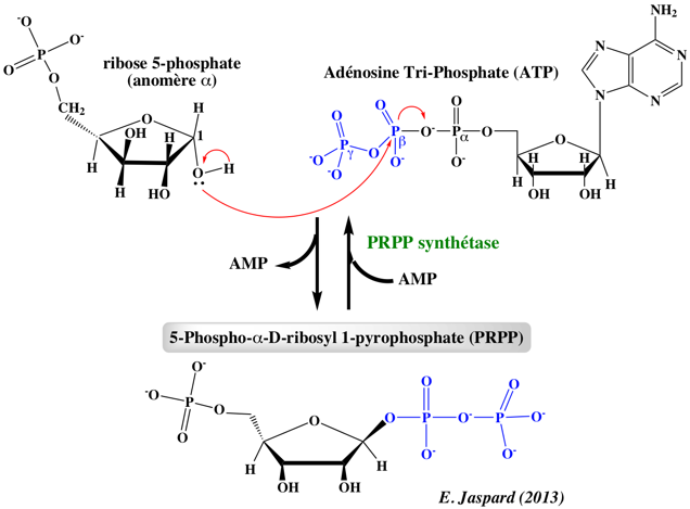 Base azote purique pyrimidique purine pyrimidine nucleoside nucleotide carbamyl phosphate phospho ribosyl pyrophosphate PRPP inosime AMP ADP GTP ATP biochimej