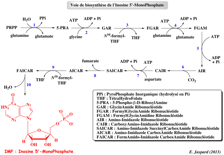 Base azote purique pyrimidique purine pyrimidine nucleoside nucleotide carbamyl phosphate phospho ribosyl pyrophosphate PRPP inosime AMP ADP GTP ATP inosine monophosphate IMP nucleotide purine AIR CAIR SAICAR AICAR FAICAR biochimej