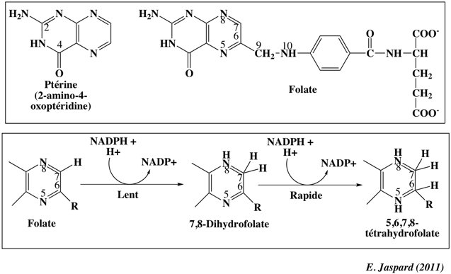Structure tetrahydrofolate THF Phosphoribosylpyrophosphate PRPP inosine monophosphate IMP nucleotide purine AIR CAIR SAICAR AICAR FAICAR biochimej