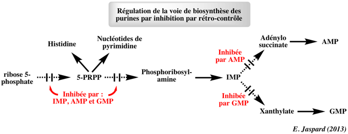 Phosphoribosylpyrophosphate PRPP inosine monophosphate IMP nucleotide purine AIR CAIR SAICAR AICAR FAICAR biochimej