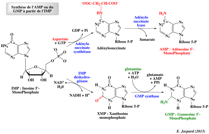 Phosphoribosylpyrophosphate PRPP inosine monophosphate IMP nucleotide purine AMP GMP guanosine adenosine adenylosuccinate XMP xanthosine monophosphate biochimej