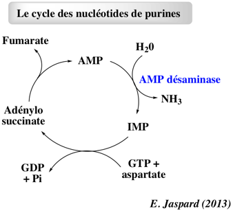 Phosphoribosylpyrophosphate PRPP inosine monophosphate IMP nucleotide cycle purine muscle krebs biochimej