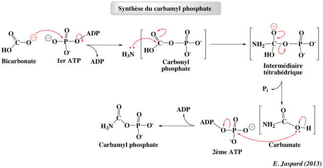 carbamyl phosphate nucleotide pyrimidine Base azote purique pyrimidique purine pyrimidine nucleoside phospho ribosyl pyrophosphate PRPP inosime AMP ADP GTP ATP biochimej