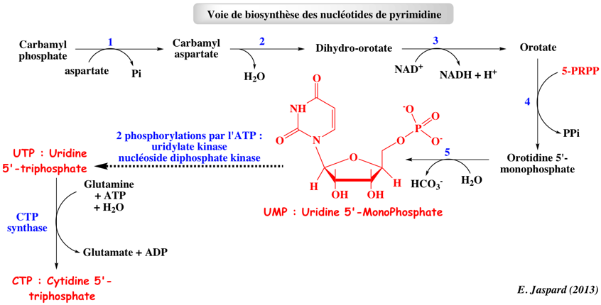 Phosphoribosylpyrophosphate PRPP Uridine monophosphate UMP UTP CTP nucleotide pyrimidine carbamyl phosphate biochimej