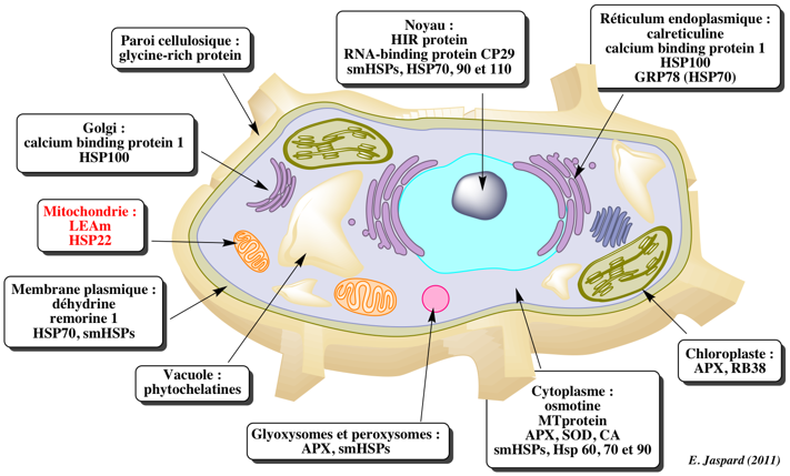 Proteine stress cellule vegetal animal biochimej