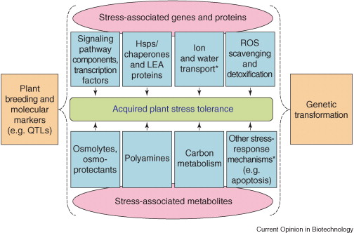 schema general stress biochimej