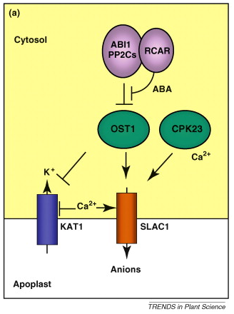 Canal ionique ABA stress biochimej