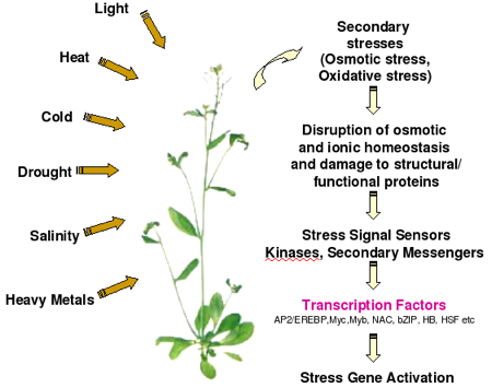 Facteurs transcription stress biochimej