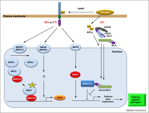 Facteur transcription WRKY immunitaire stress biochimej