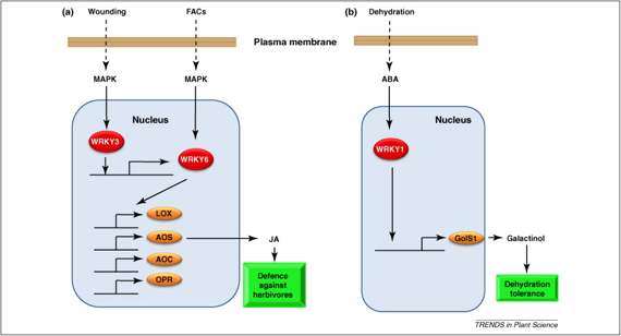 Facteur transcription WRKY deshydratation stress biochimej