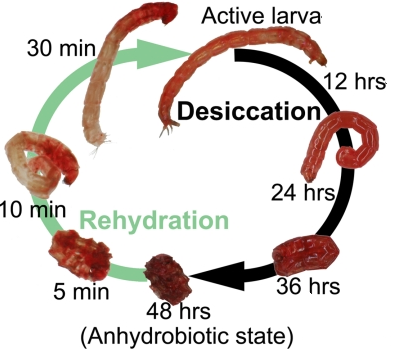 dehydration deshydratation anhydrobiose stress biochimej