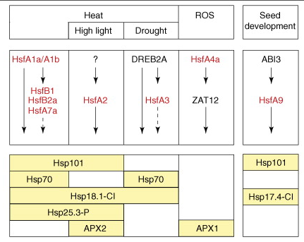 Modele HSF HSP stress biochimej