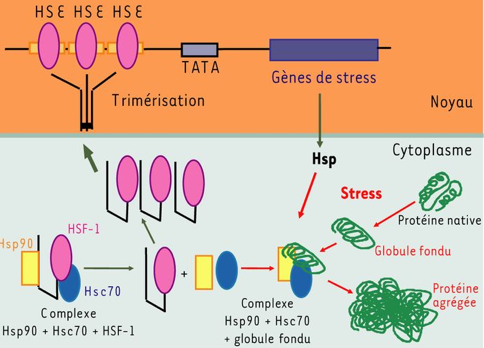 Activation transcription HSP stress biochimej